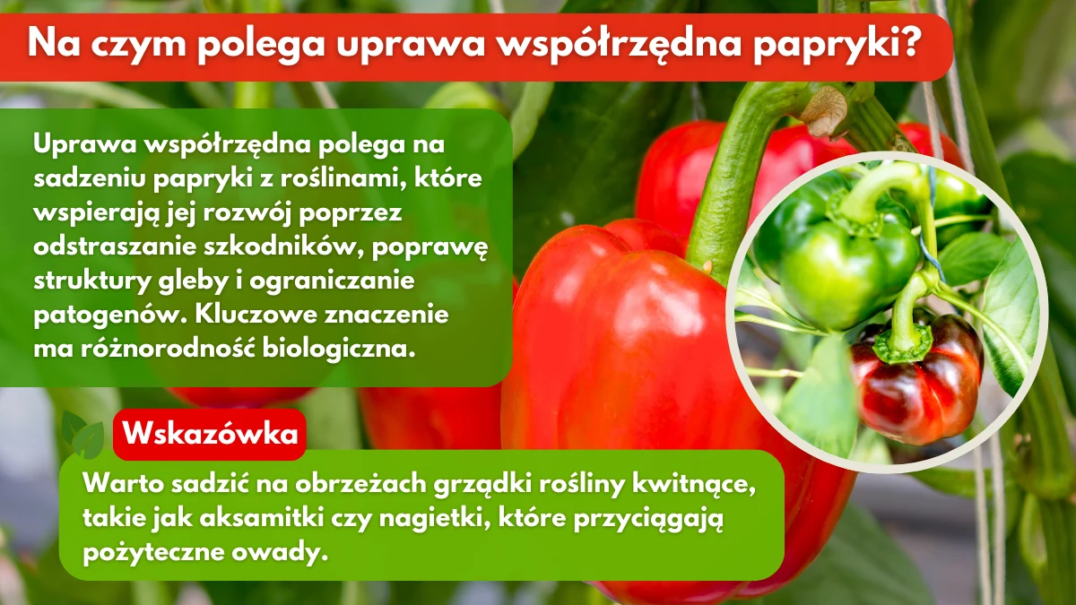 Na-czym-polega-uprawa-współrzędna-papryki-blog-rajogrodnika
